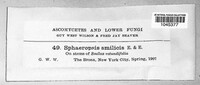 Sphaeropsis smilacis image